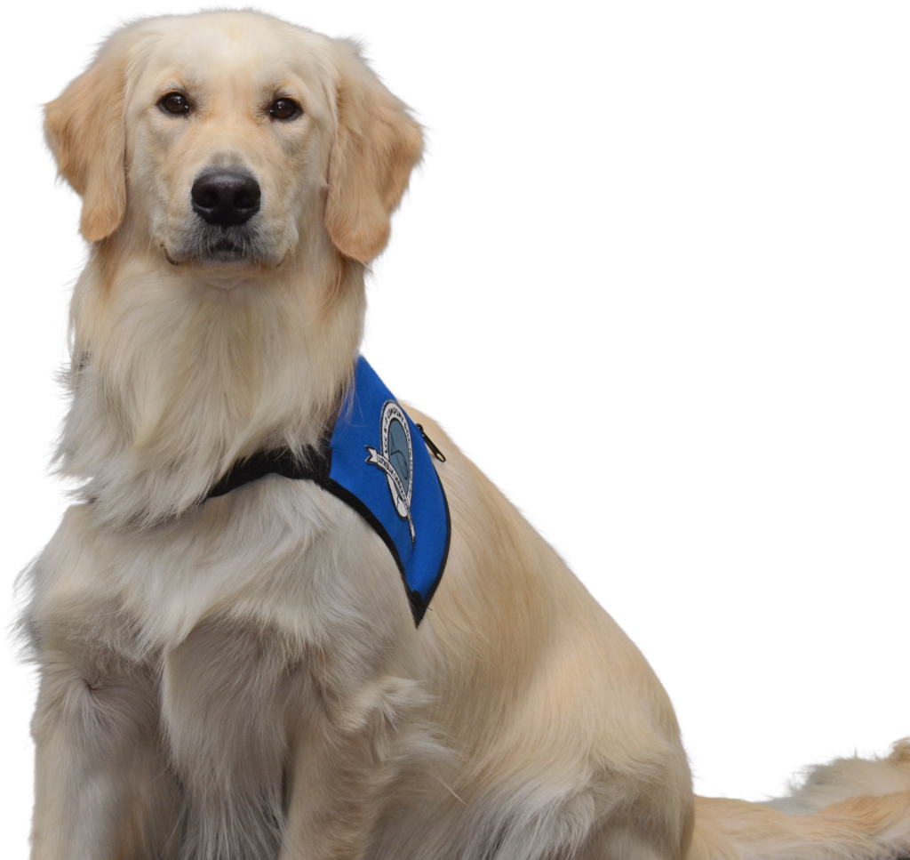 Introducing Daniel Comfort Dog – Immanuel Lutheran Church LCMS